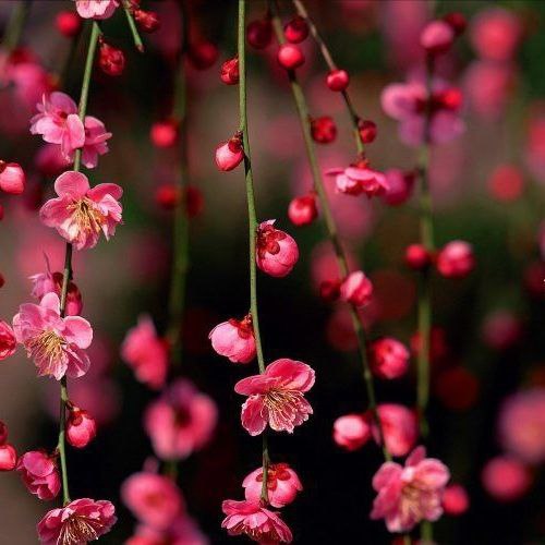آهنگ جدید شیر مردان کوهدشتی خدا دونه همه غیرتی